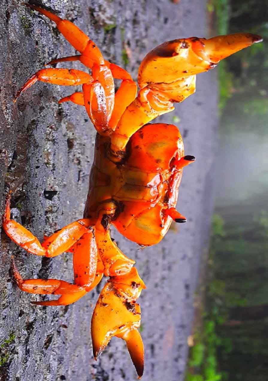 prabalmachi-camping-trekking-kalavantin-durg-and-crab-foraging-event